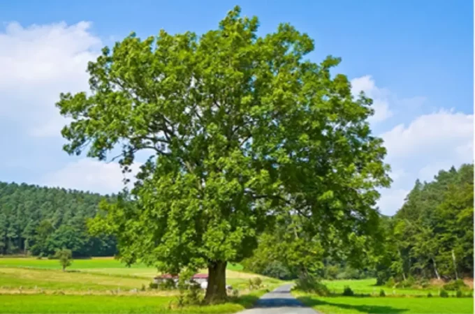 What is a Beautifully-Kept Tree?