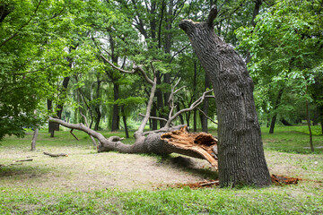 Dead Tree Removal