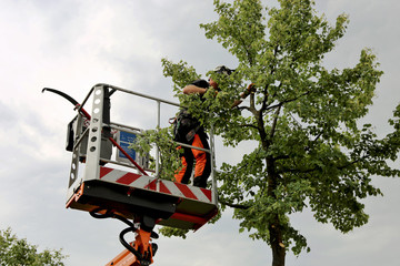 Tree Removal and Trimming