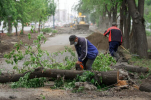 Tree Services