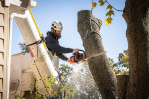 Tree Service