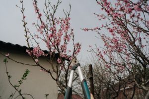  Tree Care and Maintenance