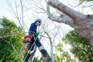  Tree Care and Maintenance